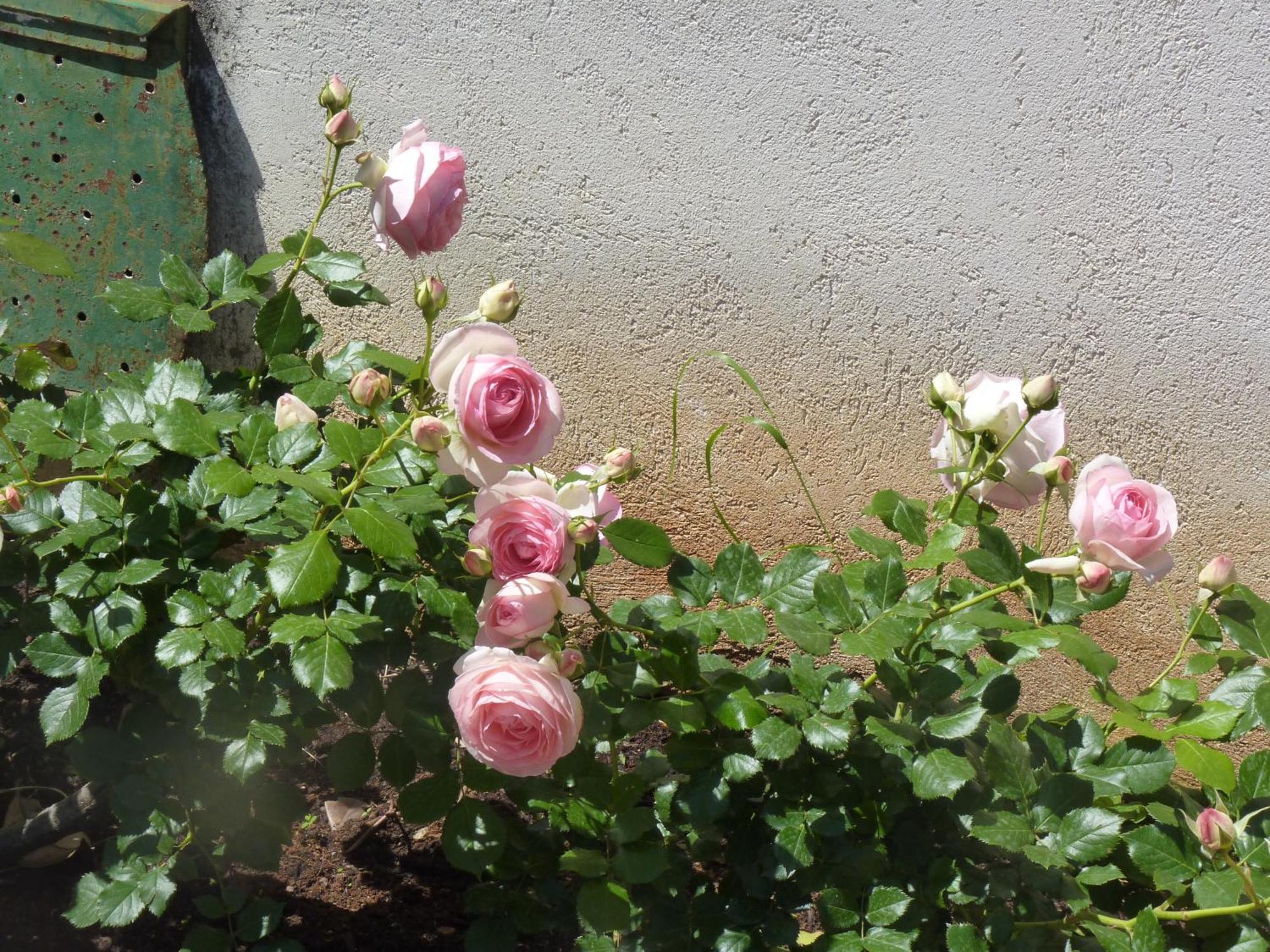 Rosa Luxury Holiday home Mondello