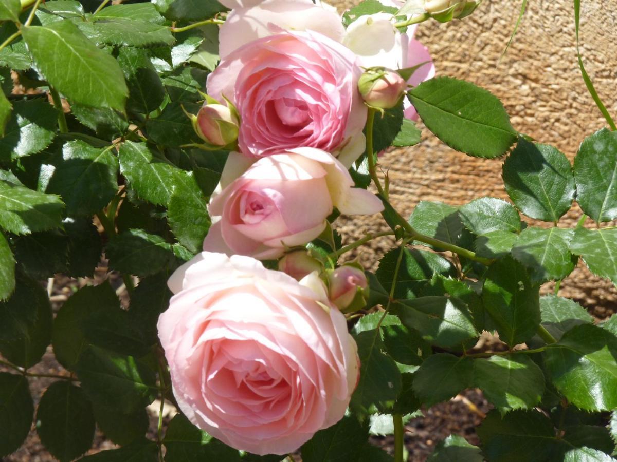 Rosa Luxury Mondello